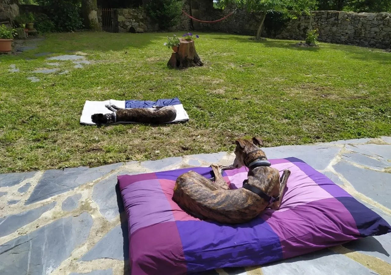 Casa quovadis perros-4387